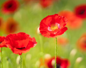 Red poppy flower close up on blurry poppy field background. Field Poppy (papaver rhoeas), also known as Common Poppy, close up of a single flower standing proud above a field of other poppies. 