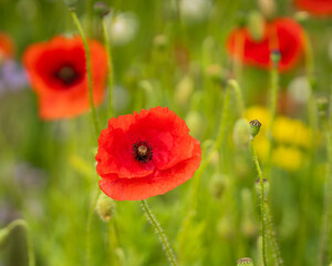 Red poppy flower close up on blurry poppy field background. Field Poppy (papaver rhoeas), also known as Common Poppy, close up of a single flower standing proud above a field of other poppies. 