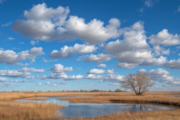 A field with a tree by the water under a blue sky with fluffy clouds, Blue skies dotted with fluffy white clouds