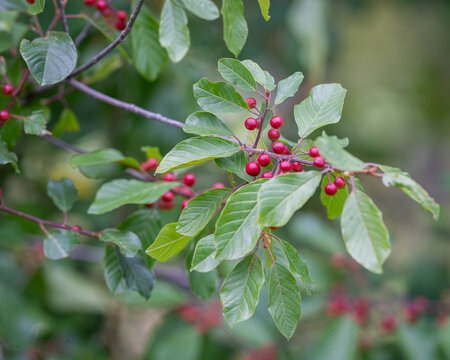 Red berries of alder buckthorn (Rhamnus frangula). Leaves and fruits of the medicinal shrub Frangula alnus, Rhamnus frangula with poisonous black and red berries. Nature background. 