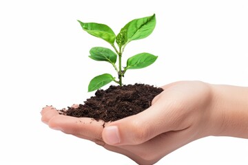 A small green plant growing in black soil held by a hand. Symbol of nurturing and growth. Perfect for eco-friendly, gardening and nature-related themes. Generative AI