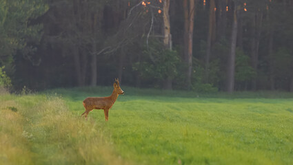 Roe Deer(Capreolus capreolus) male in spring © Aleksander Bolbot
