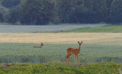 Roe Deer(Capreolus capreolus) female looking at camera