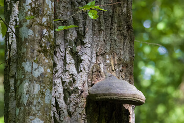 Oak tree trunk with polypore fungus