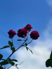 red rose against blue sky