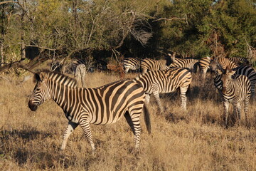 Zebraherde