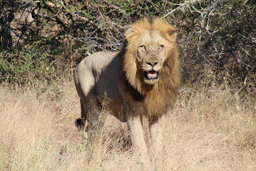 Der König ist hier