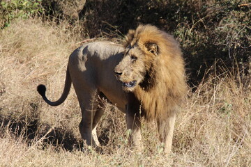 Löwe in der Wildnis