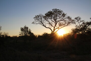 Sonnenaufgang in Südafrika Krüger Park