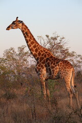 Das Model unter den Tieren Afrikas