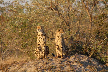 Mama und Sohn Gepard © rw1202