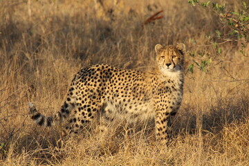 Gepard im Gras