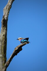 Eisvogel