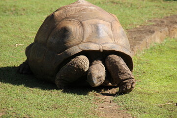 Riesenschildkr&ouml;te auf Mauritius