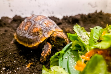 Red-footed tortoise baby eats greens