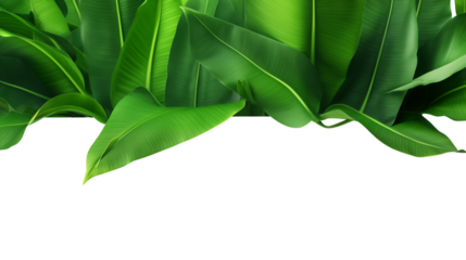 Fresh, lush green banana leaf transparent background.