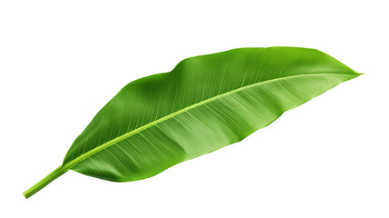 Obraz premium Fresh, lush green banana leaf transparent background.