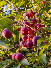 Mirabelle plums in the wild in Hungary