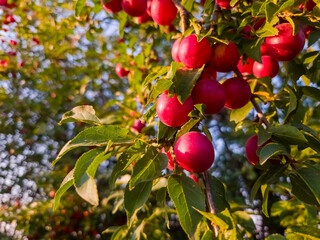 Mirabelle plums in the wild in Hungary