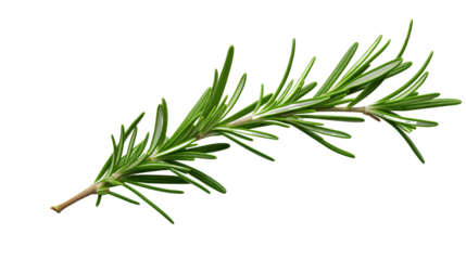 Fresh rosemary twig transparent background.