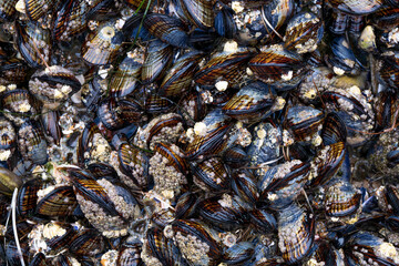 mussels on a rock at Crystal Cove state park in the pacific ocean, California