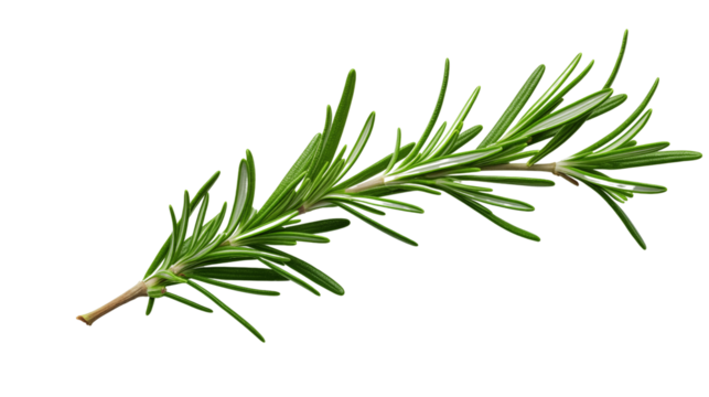 Fresh rosemary twig transparent background.