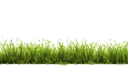 Green fresh lawn grass transparent background.