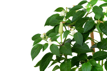 The first pod of a blooming hot pepper on a white background.