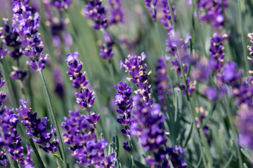 Blooming fragrant lavender flowers on a field.