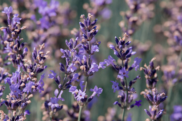 Fading lavender flowers.