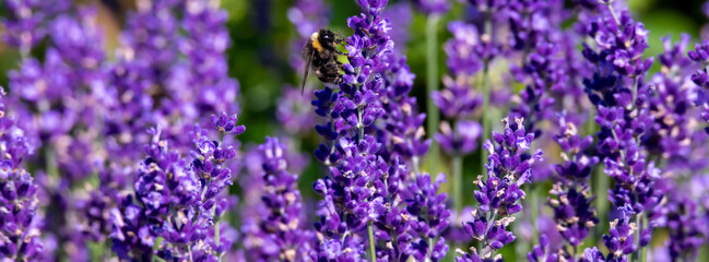 Blooming fragrant lavender flowers on a field..
