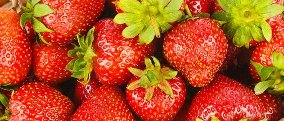 Ripe strawberries. Bright background. Wide photo.
