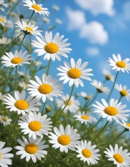Fototapeta premium Beautiful spring background with blooming chamomile and blue sky
