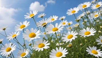 Fototapeta premium Beautiful spring background with blooming chamomile and blue sky