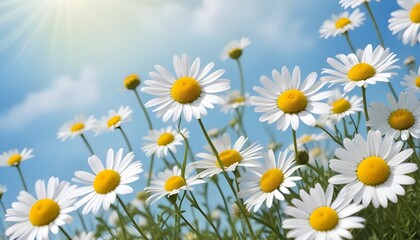 Fototapeta premium Beautiful spring background with blooming chamomile and blue sky
