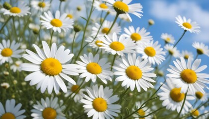 Fototapeta premium Beautiful spring background with blooming chamomile and blue sky