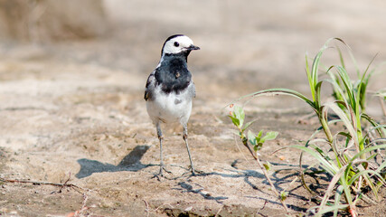 grey heron on the ground