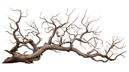 Majestic isolated leafless tree with gnarled branches and twisted trunk transparent background.