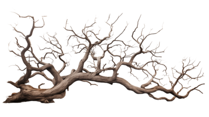Majestic isolated leafless tree with gnarled branches and twisted trunk transparent background.