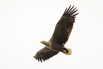 White tailed eagle in wild nature