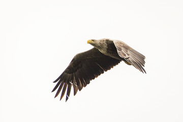 Obraz premium White tailed eagle in wild nature