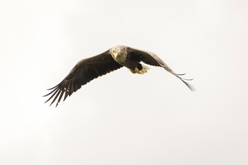 White tailed eagle in wild nature
