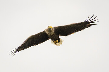 White tailed eagle in wild nature