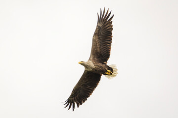 White tailed eagle in wild nature