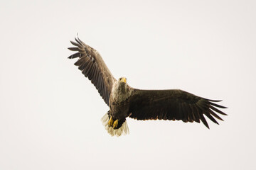 White tailed eagle in wild nature