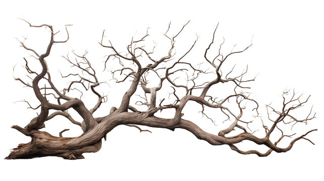 Majestic isolated leafless tree with gnarled branches and twisted trunk transparent background.
