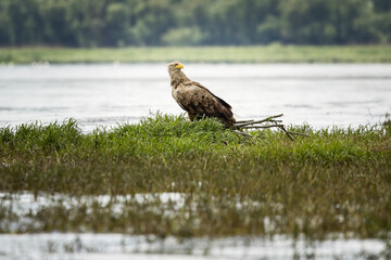 White tailed eagle in wild nature