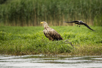 White tailed eagle chased by a craw