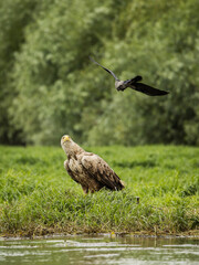 White tailed eagle chased by a craw