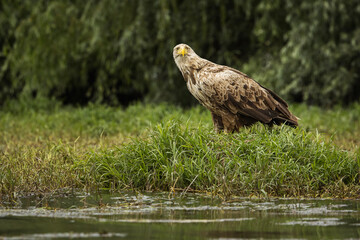White tailed eagle in wild nature